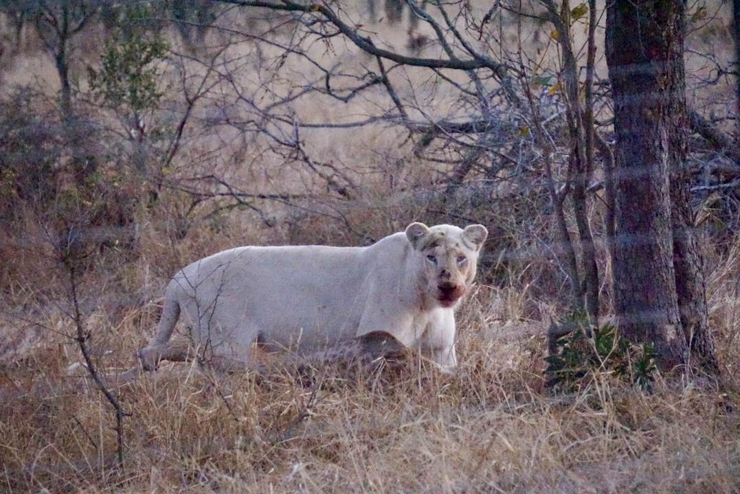 Lion blanc se reposant dans un paysage herbeux et sec.