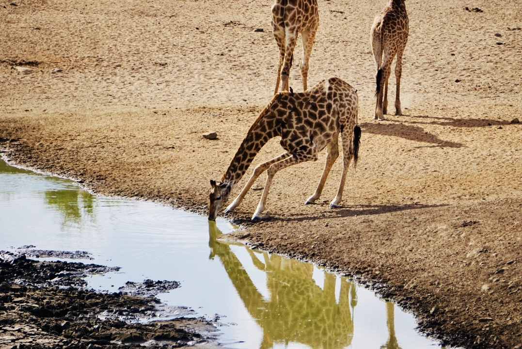 Girafe s'abreuvant à un point d'eau dans un paysage aride.