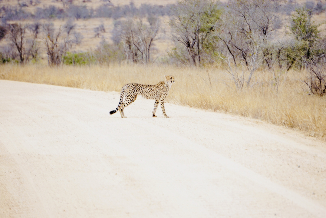 Guépard debout sur un chemin de terre dans la savane.