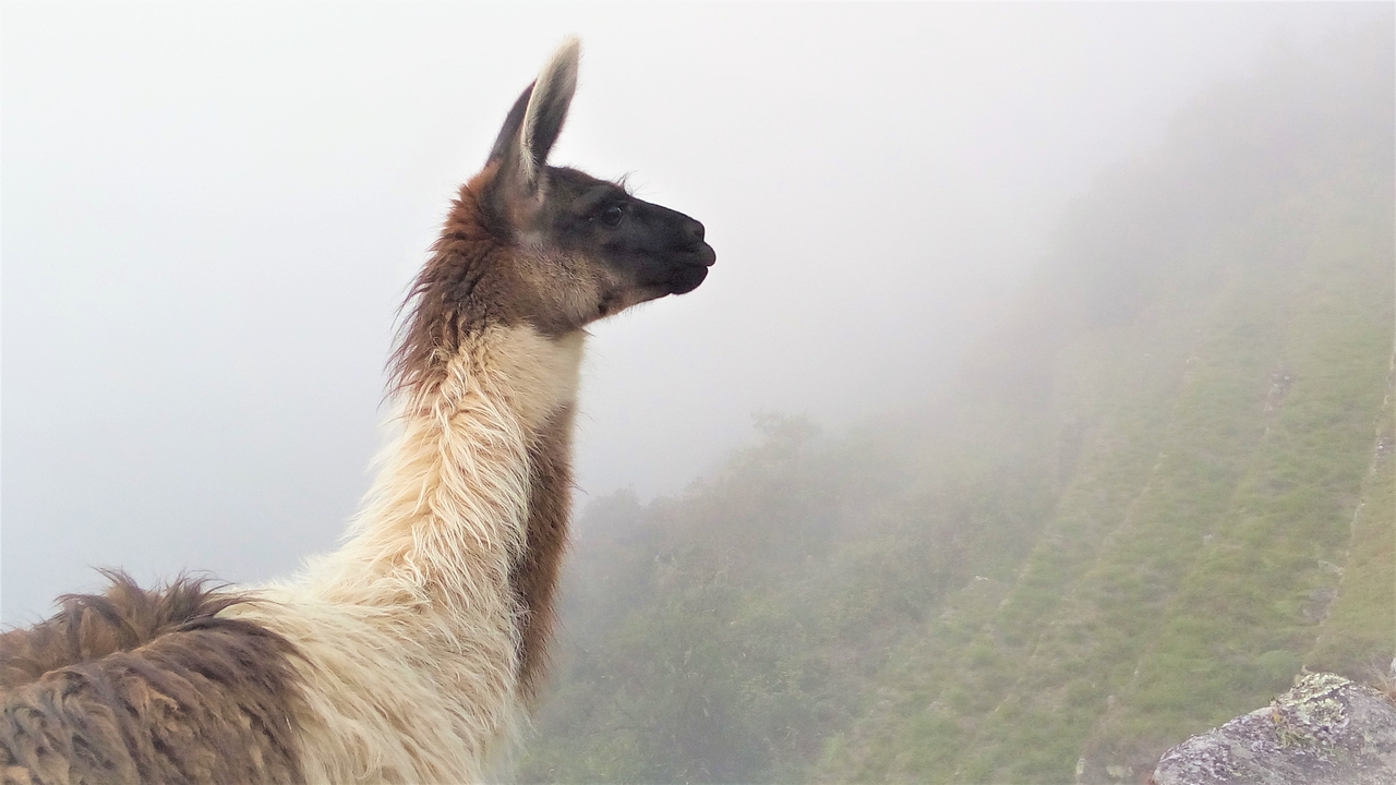 Lama solitaire sur un arrière-plan montagneux brumeux.