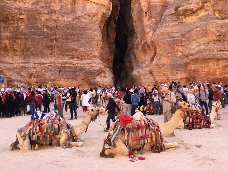 Touristes et chameaux dans un canyon aux parois de roche rouge.