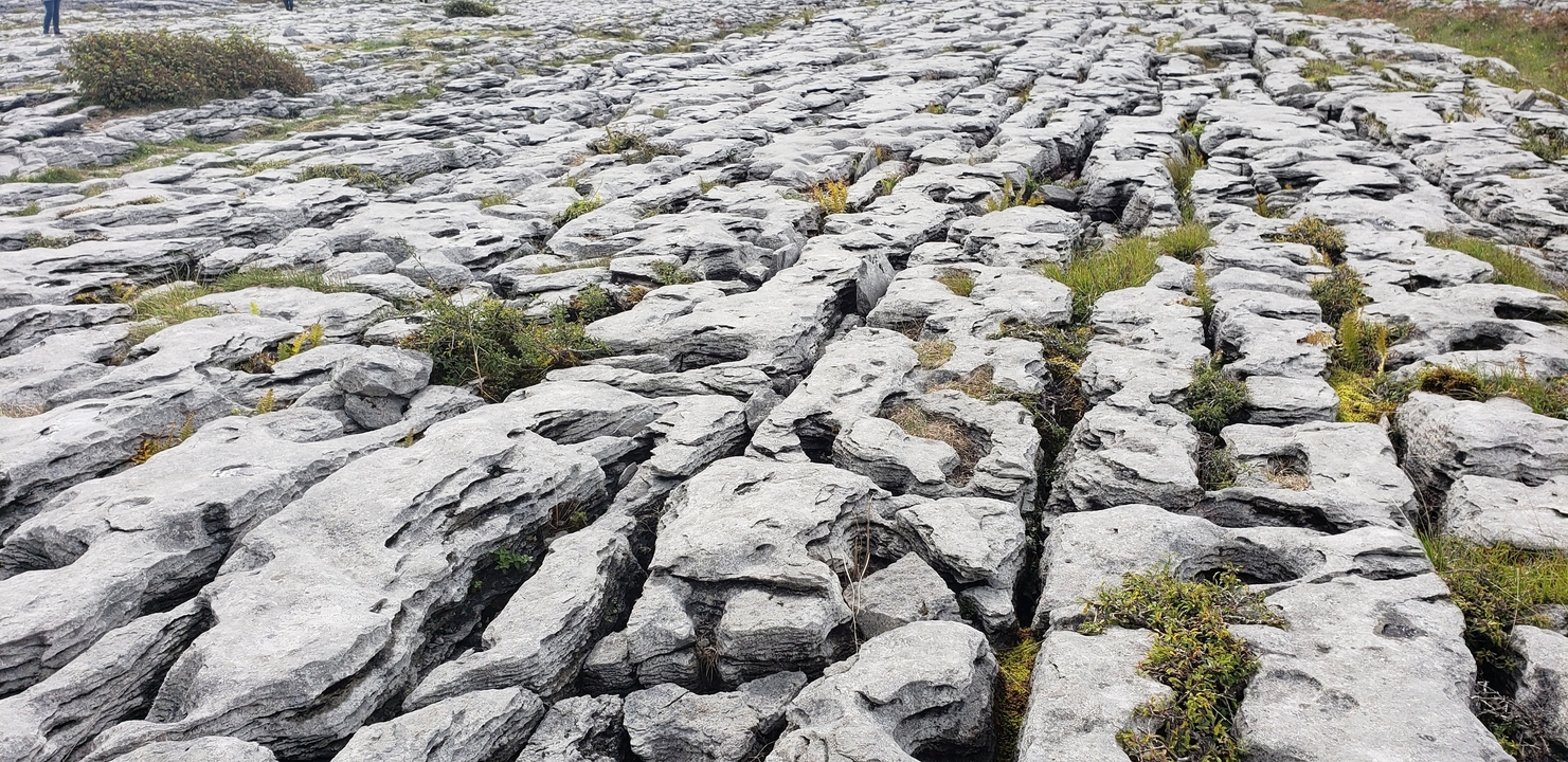 Paysage pierreux avec dallage calcaire fissuré et végétation éparse.