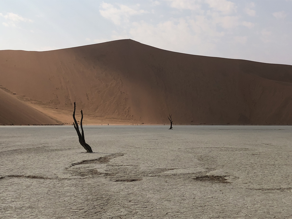 Un paysage désertique aride avec une grande dune de sable et des arbres morts éparpillés.