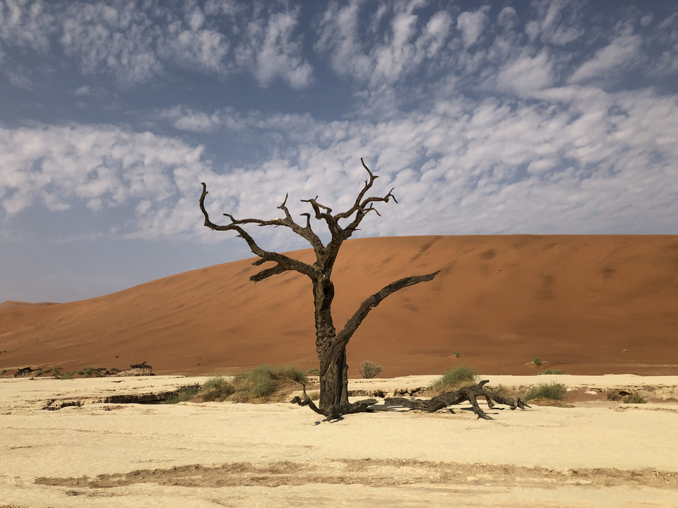 Un arbre desséché sur fond de grande dune de sable sous un ciel nuageux.