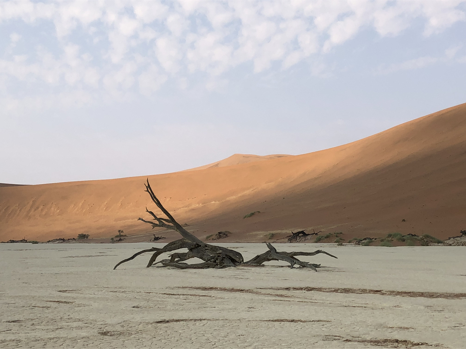 Arbre mort dans le désert du Namib avec des dunes de sable.