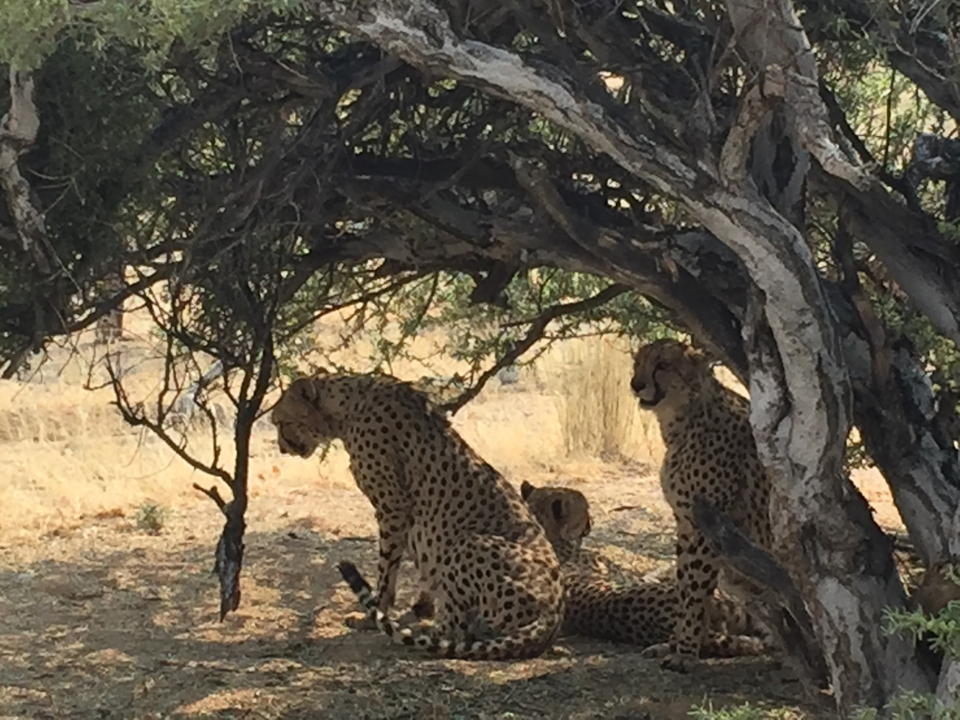 Guépards se reposant sous un arbre dans un paysage sec et ensoleillé.