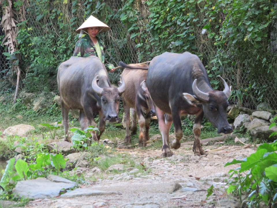 Personne marchant avec des buffles d'eau sur un sentier de terre.