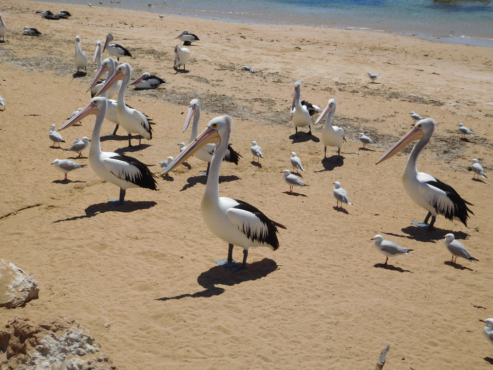 Groupe de pélicans et de mouettes sur une plage de sable.