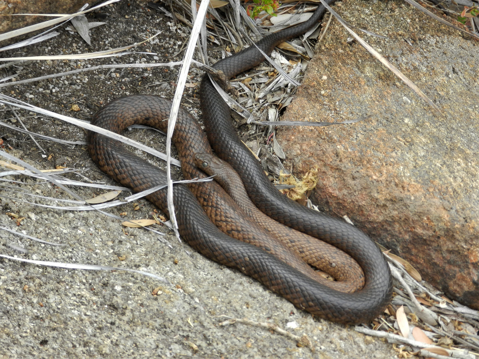 Un serpent lové sur un terrain rocheux.