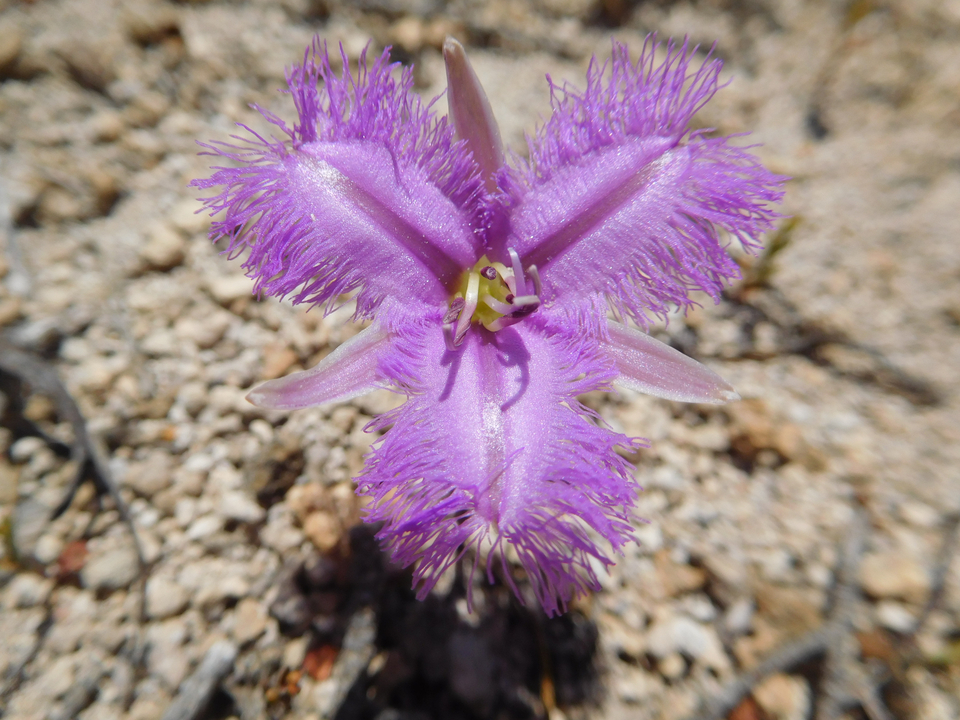 Gros plan d'une fleur violette avec des détails fins.