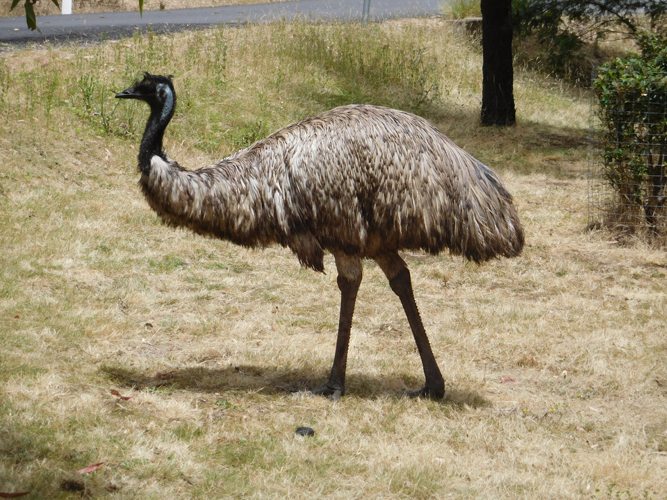 Un émeu debout sur l'herbe avec des arbres en arrière-plan.