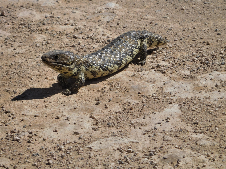 Un lézard se prélassant sur un terrain rocheux.