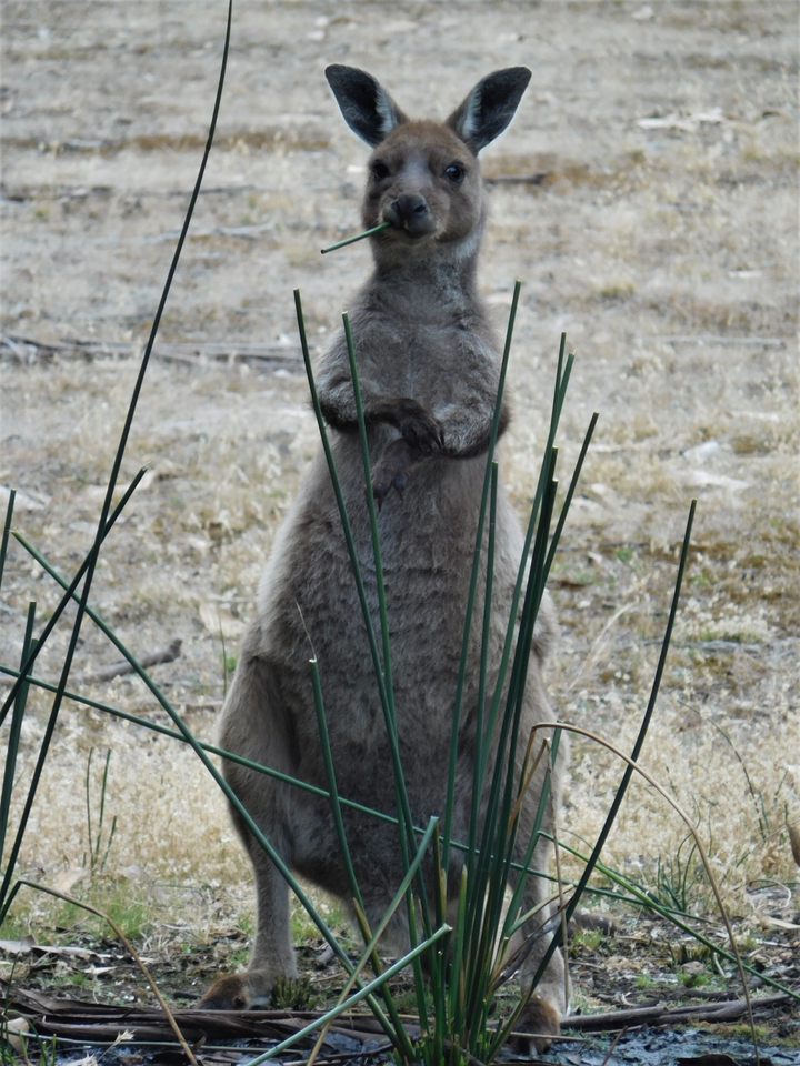 Kangourou debout derrière de hautes herbes.
