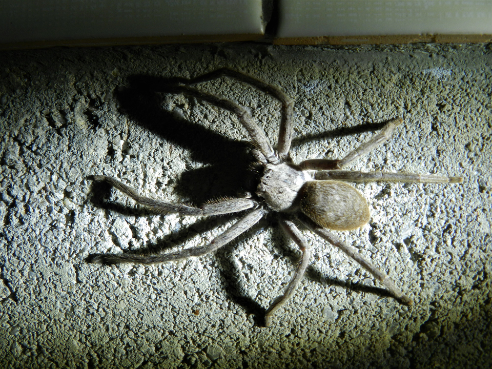 Une grande araignée sur un mur texturé.
