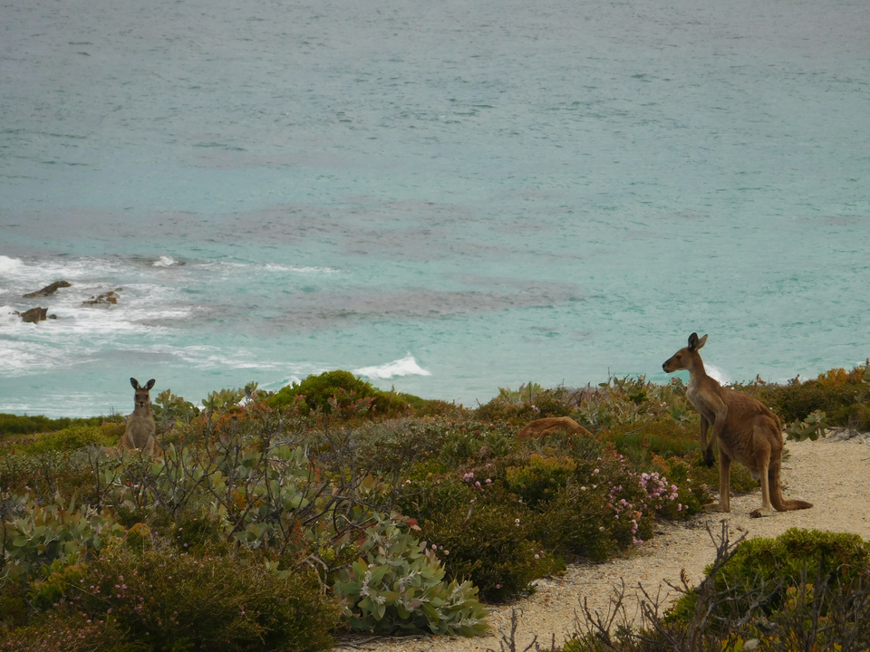 Kangourous se reposant près de l'océan avec des vagues en arrière-plan.