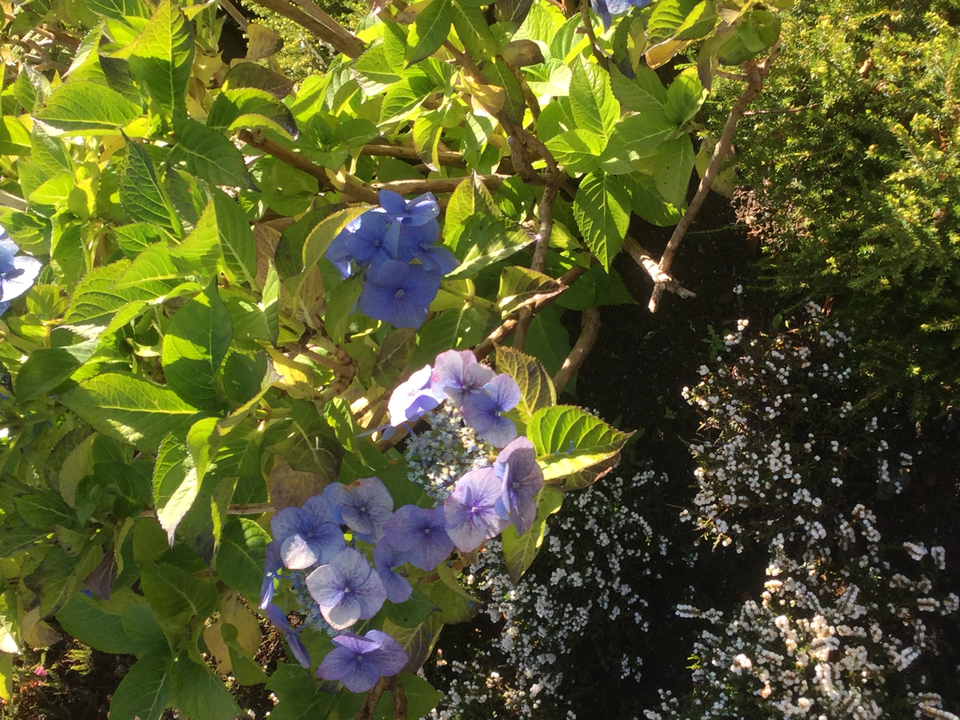 Gros plan de fleurs violettes éclatantes et de verdure.