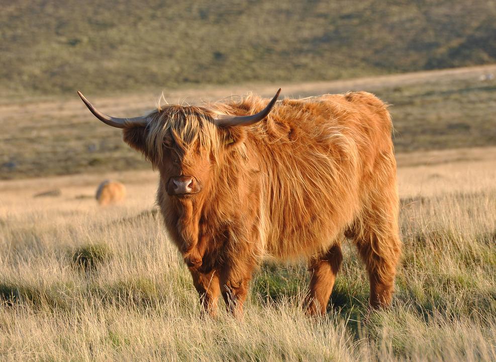 Une vache Highland debout dans un champ herbeux.