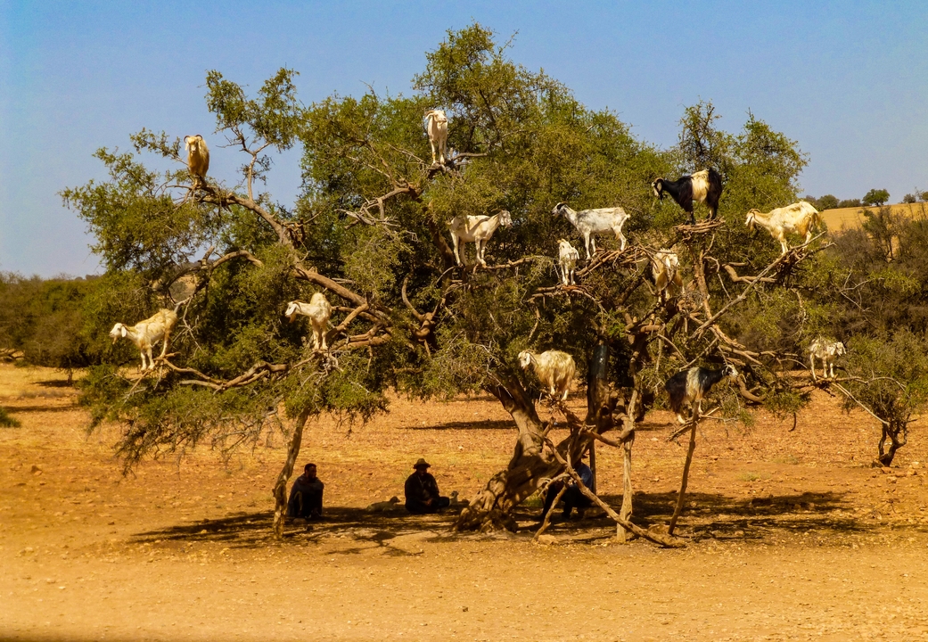 Chèvres debout sur les branches d'un grand arbre.