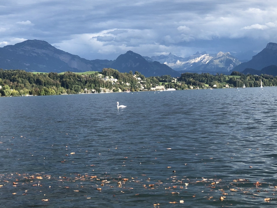 Cygne nageant dans un lac avec un arrière-plan montagneux.