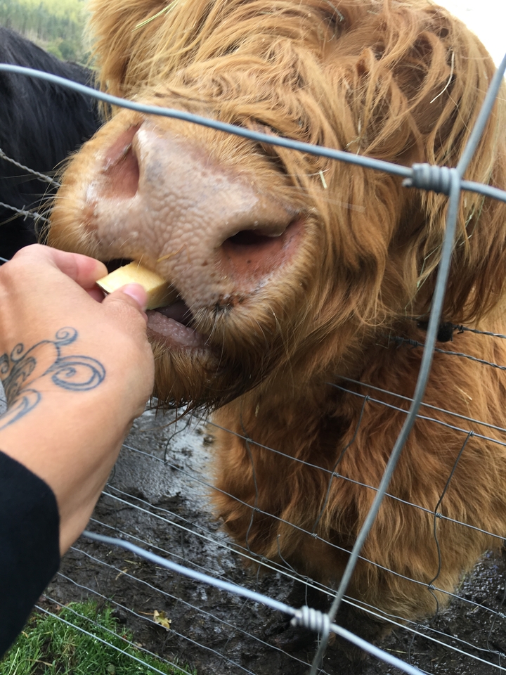 Close-up of a person feeding a cow.
