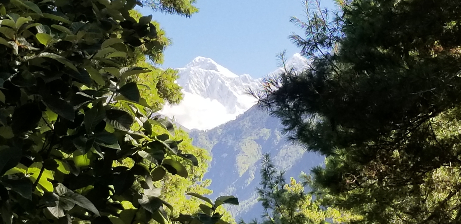 Sommet de montagne visible à travers le feuillage de la forêt.