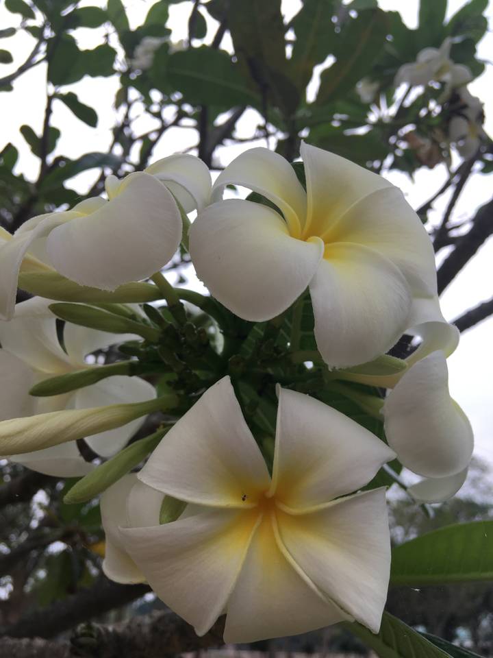 Gros plan de fleurs de frangipanier.