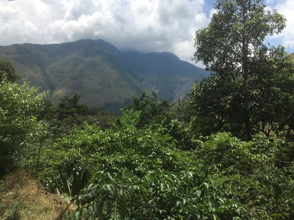 Feuillage vert dense avec des montagnes en arrière-plan.