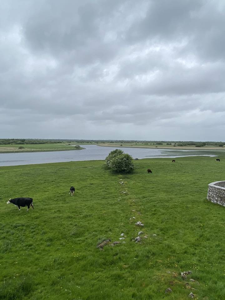 Pâturage avec du bétail près d'un lac.