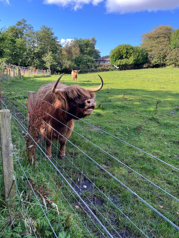 Vache Highland se tenant derrière une clôture.