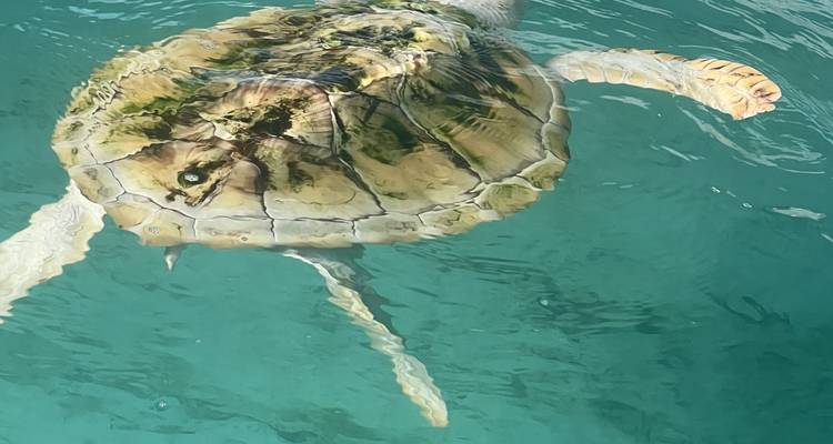 A sea turtle swimming in clear blue water.