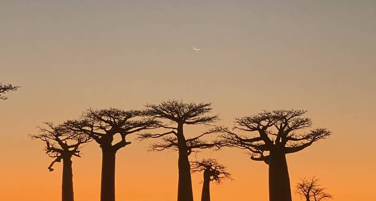 Baobab trees silhouetted against an orange sunset.