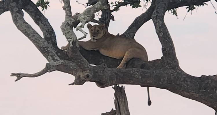 Lion resting on a tree branch in the savannah.