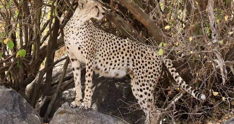 Cheetah standing on rocks amidst bushes in a natural setting.