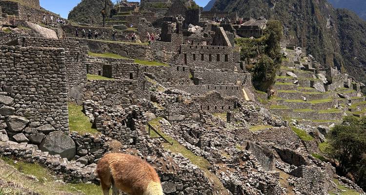 Llama grazing among ancient stone ruins and grass.