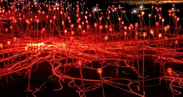 Field of illuminated red lights at night.