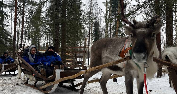Reindeer pulling a sled through snowy forest.