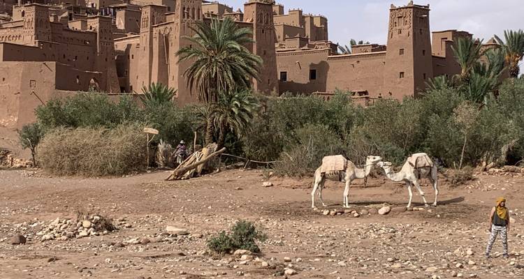 Anciens bâtiments marocains avec des chameaux au premier plan.
