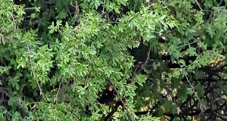 Lion resting under a bush.