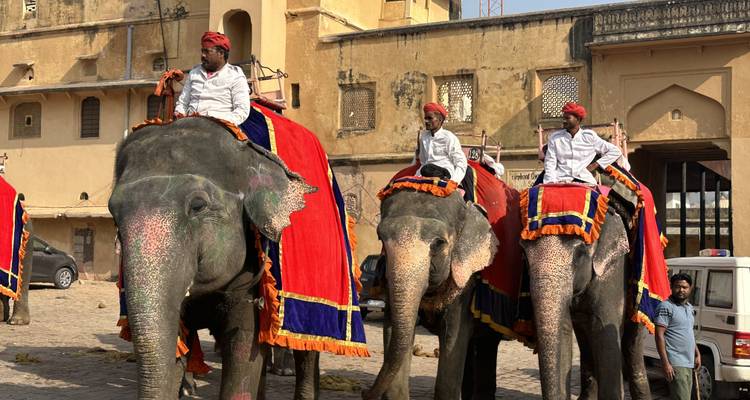 Group of decorated elephants with riders in front of historical building.