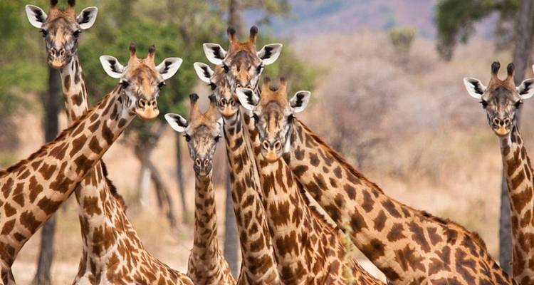 Een groep giraffen die nieuwsgierig naar de camera kijken.