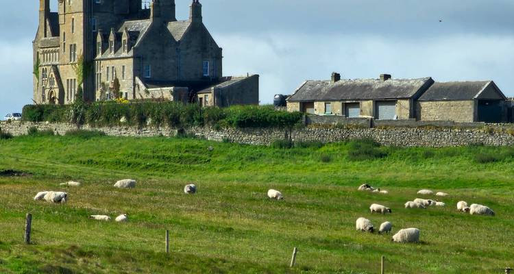 Castle with sheep grazing on a green field.