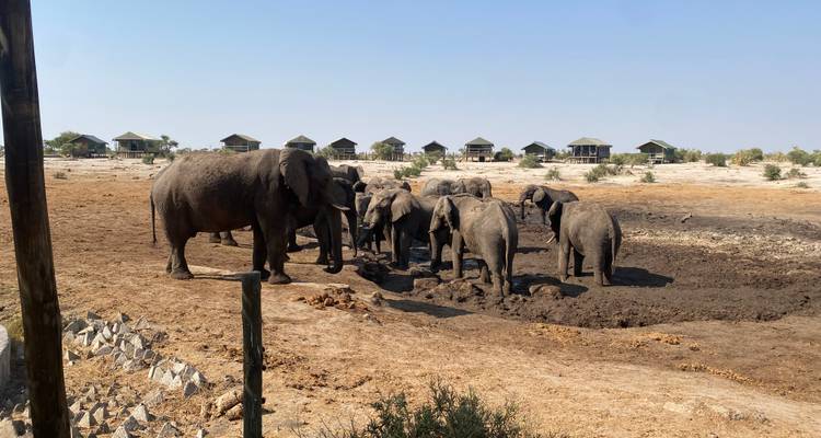 Elephants gathered at a waterhole with lodges in the background.