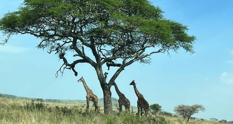 Giraffen die bij een grote boom staan.