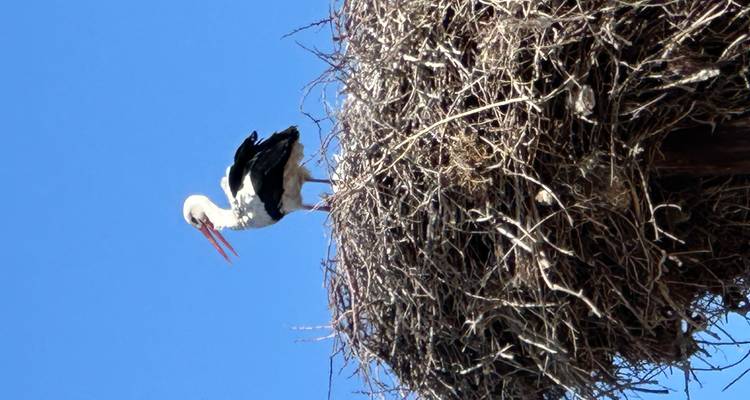Bird on a large nest against a clear blue sky.