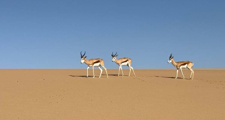 Three antelopes walking on sand dunes.