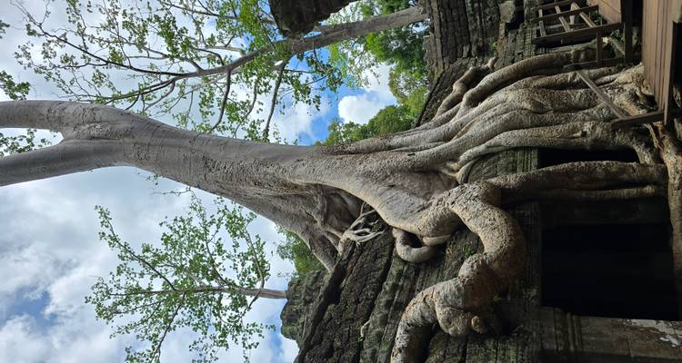 Massive tree roots enveloping ancient ruins.