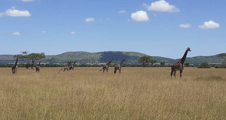 Giraffes in the savannah with distant hills.