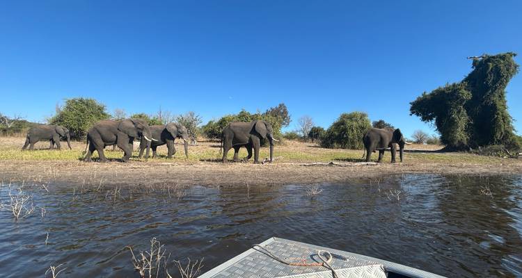 Group of elephants by the river with a boat in the foreground.