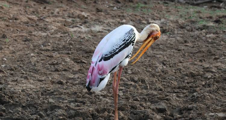 Une cigogne colorée debout sur un sol sec.