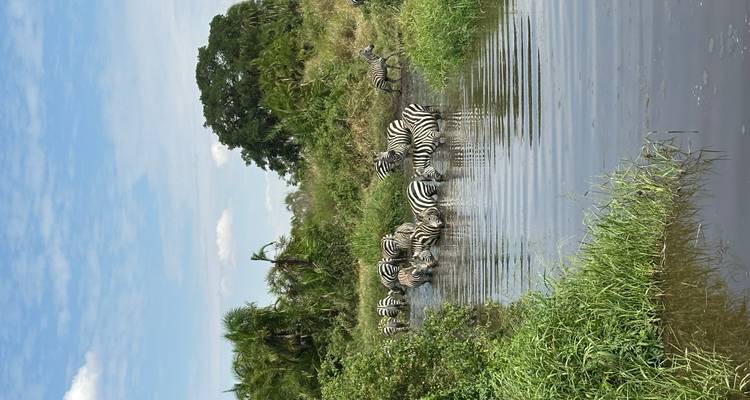 Des zèbres s'abreuvant à un point d'eau.